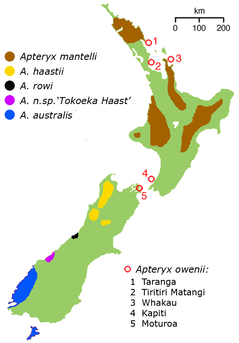 nouvelle zelande kiwi carte