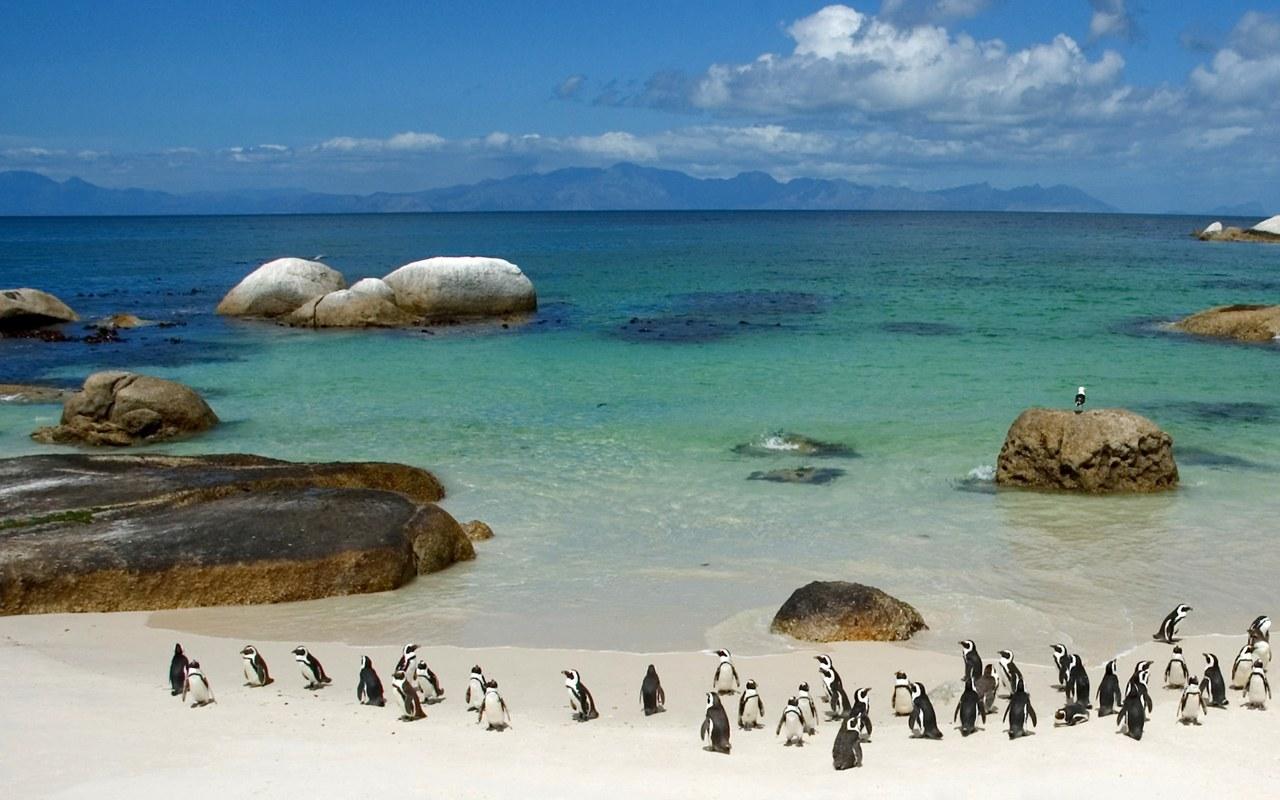 south afrique pingouins