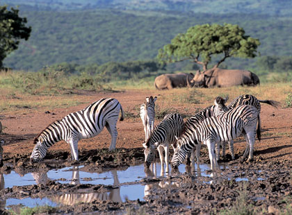 south afrique safari zebra