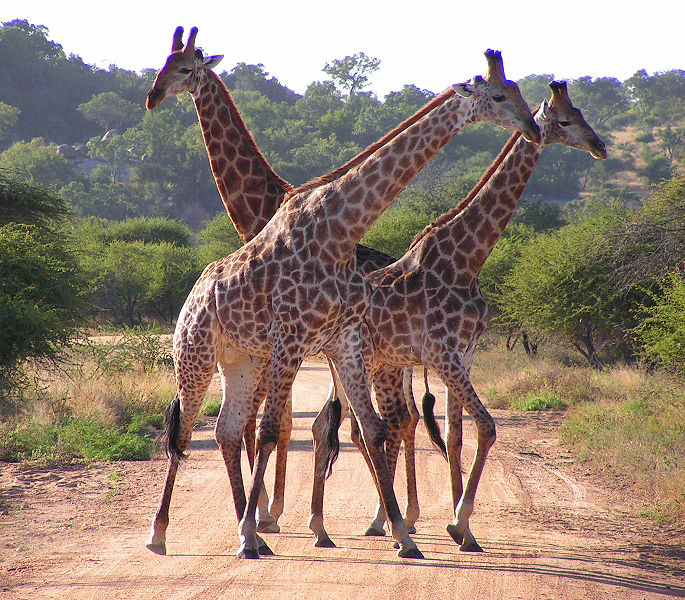 sud afriquen girafes