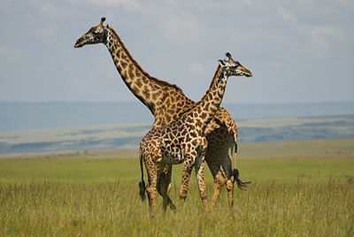 afrique girafes Masai Mara Kenya