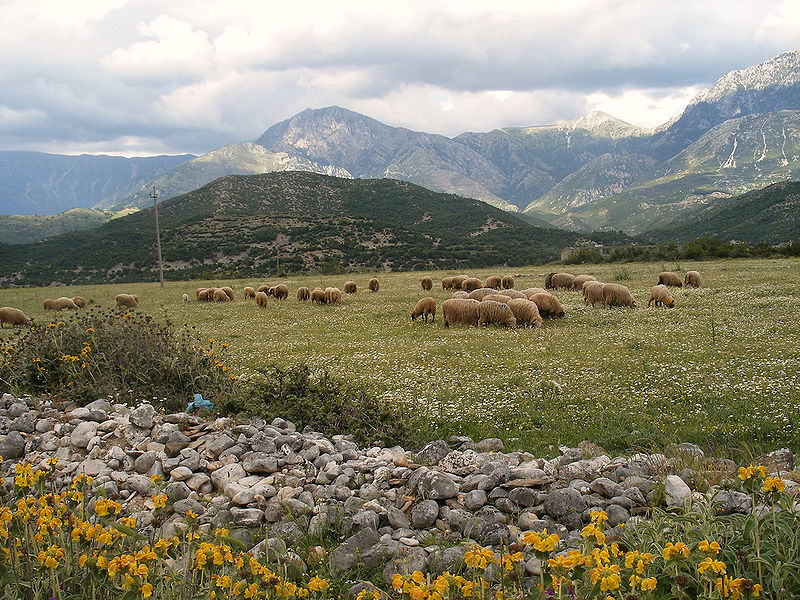 albanie paturage