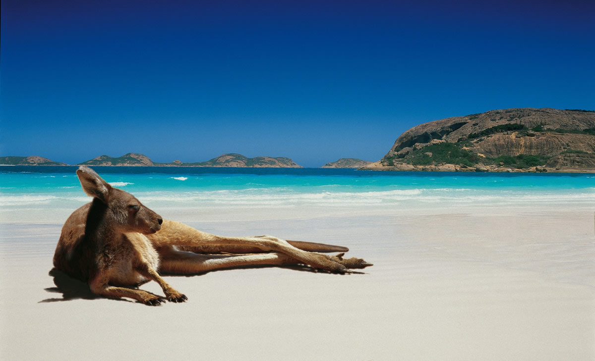 australie kangourou