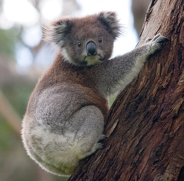 Koala australie