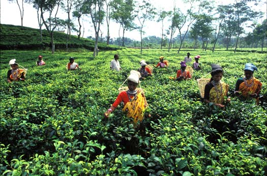 Bangladesh agriculteurs