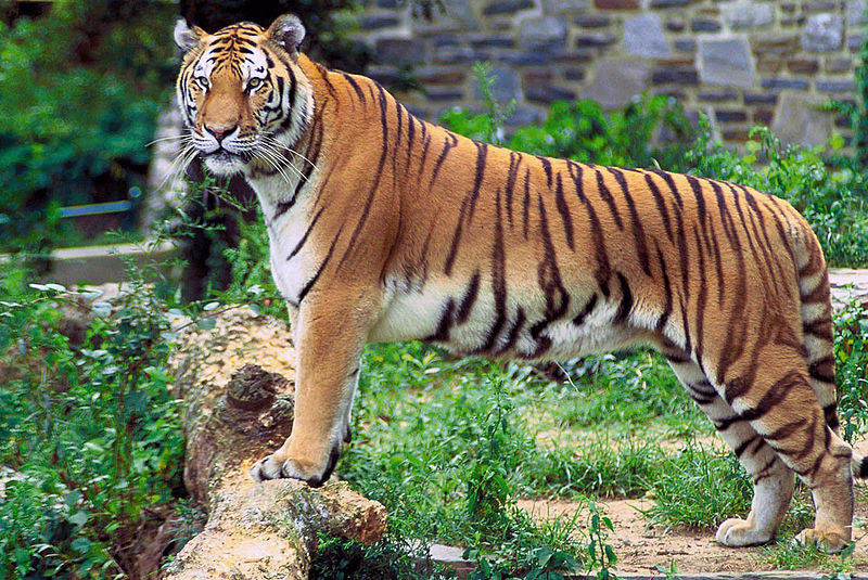Panthera bengal tigris