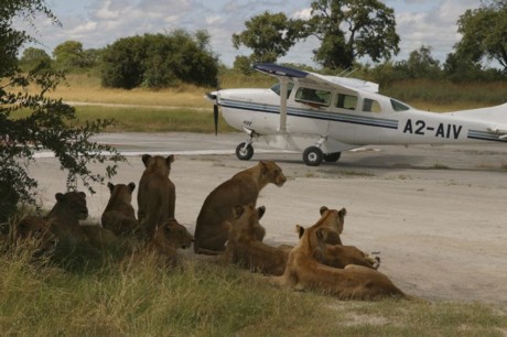 safari botswana