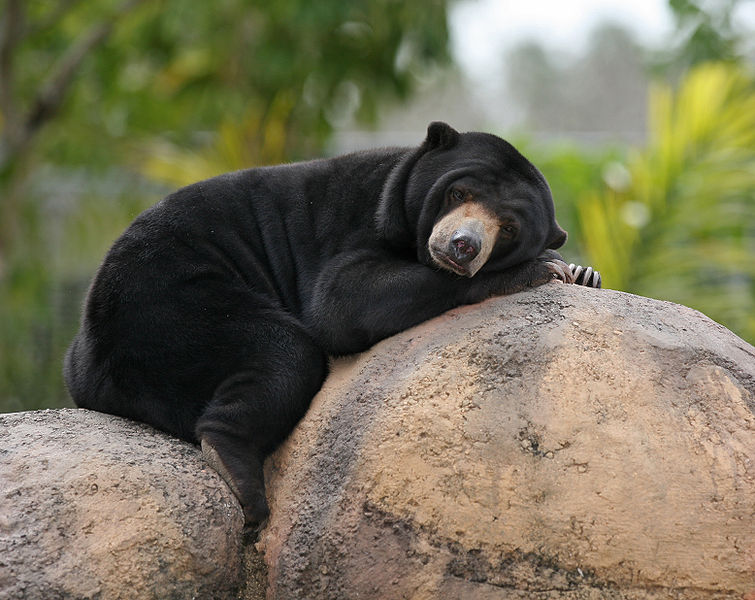 ours du soleil cambodge