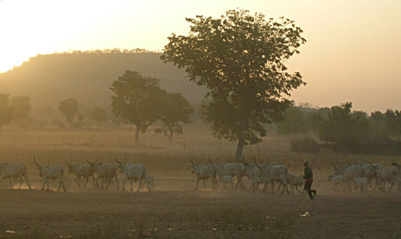 Fulani herd cameroun