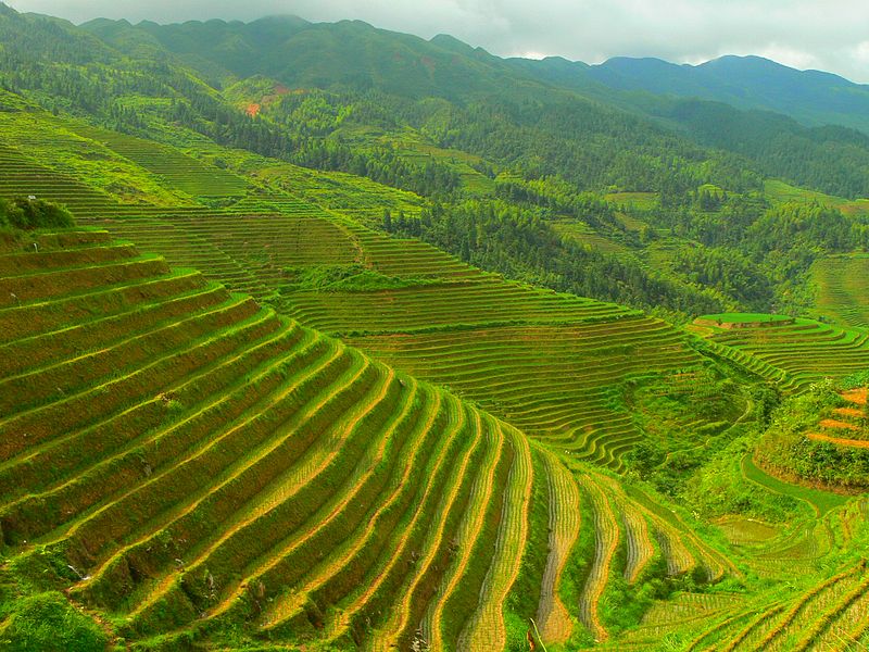 Longji terrace chine