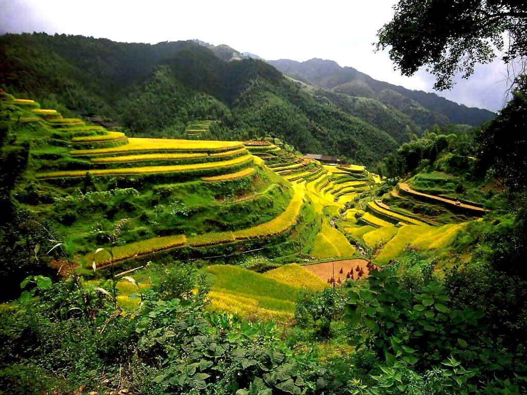 rizieres en terrasses Guangxi chine.