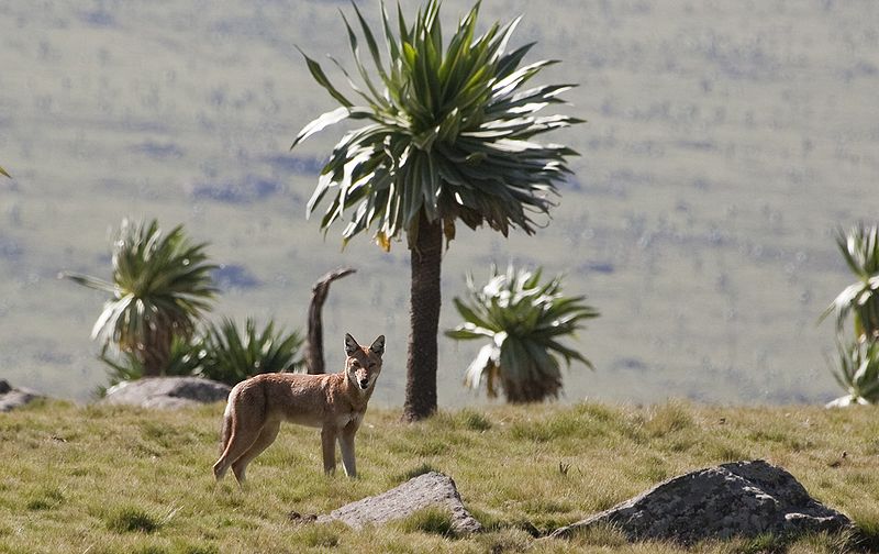 Canis simensis Ethiopie