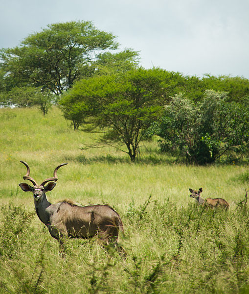 montagne Nyala Ethiopie