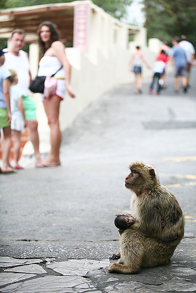 Barbary macaque Gibraltar