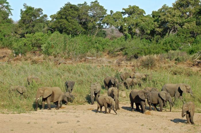 guinee equatoriale Elephants