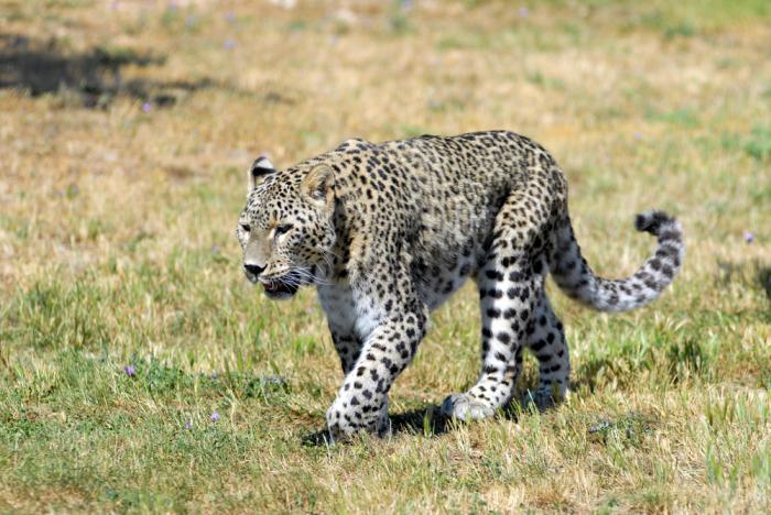 guinee leopard