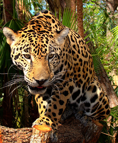 Jaguar Guyana