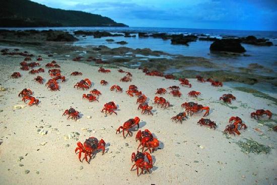 crabes Ile Christmas