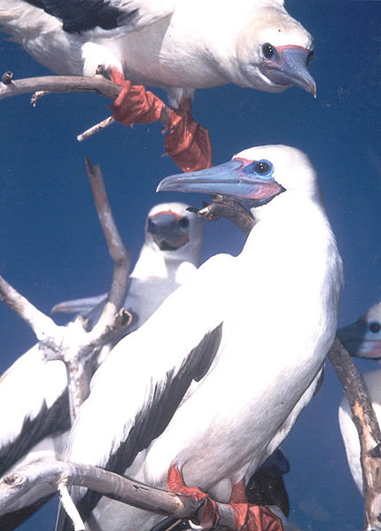 pieds rouges booby Ile Christmas