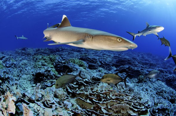 requin Iles Pitcairn