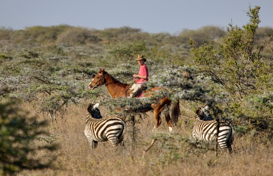 equitation zebra kenya