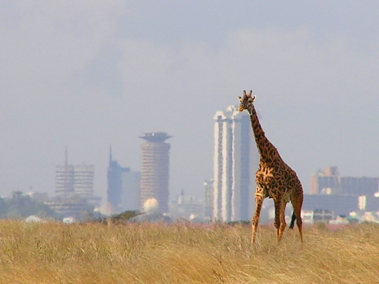 girafe Nairobi horizons Kenya