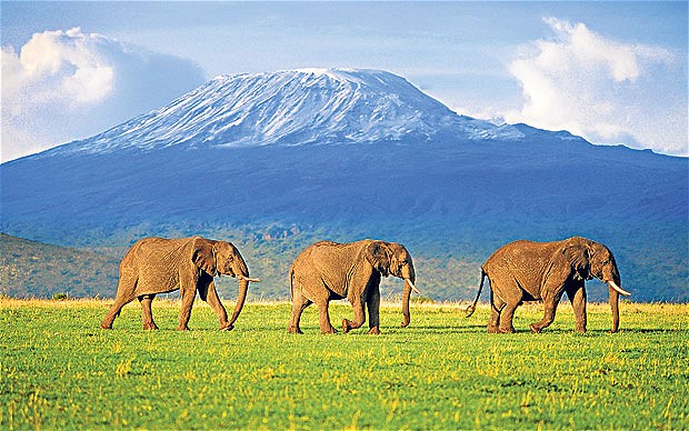 Kenya elephants