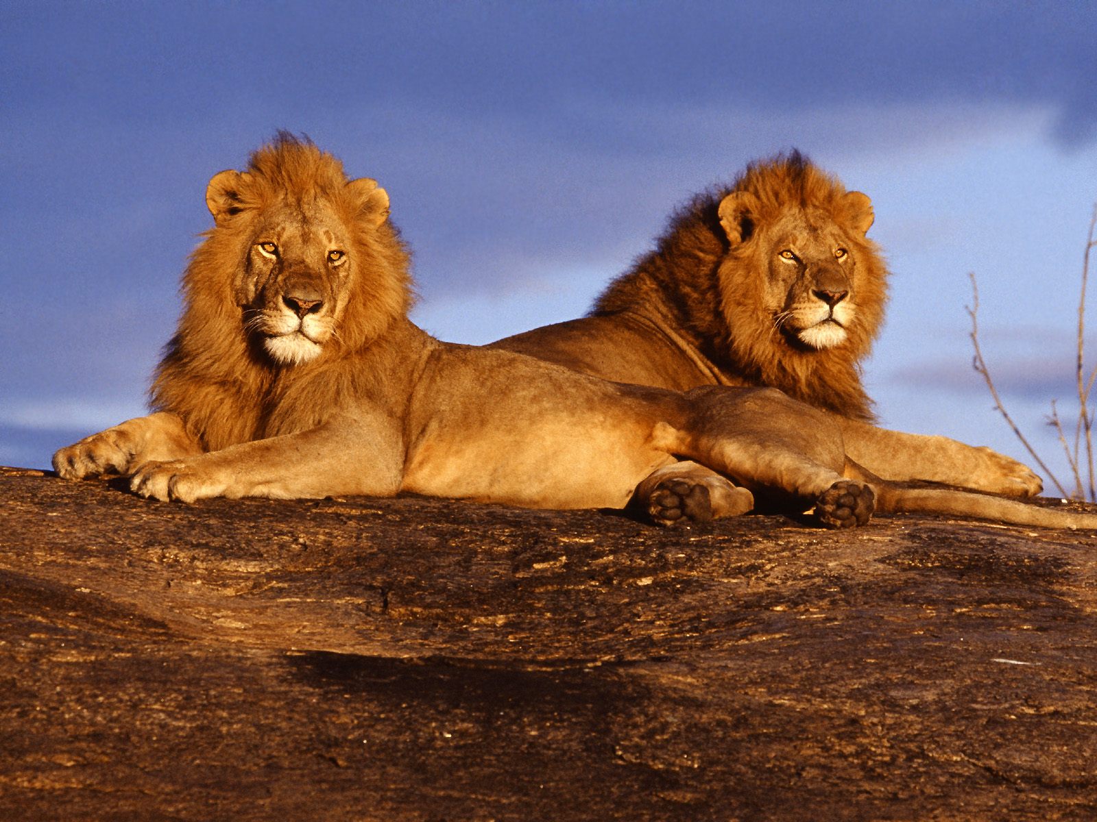 Kenya lions