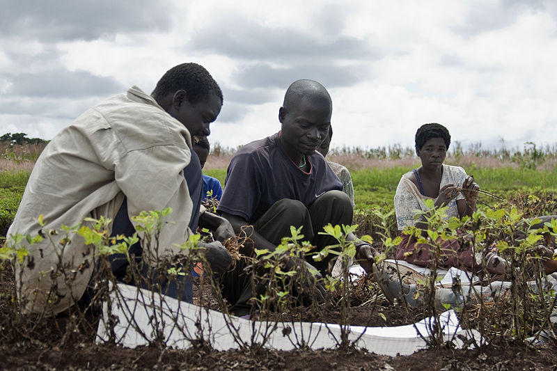 Groundnut recolte Malawi