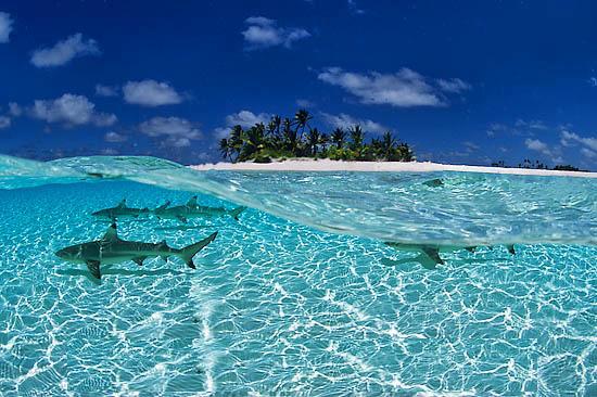 requins maldives