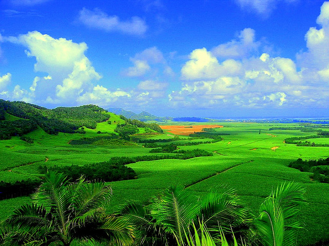 Canne a sucre plantation Maurice