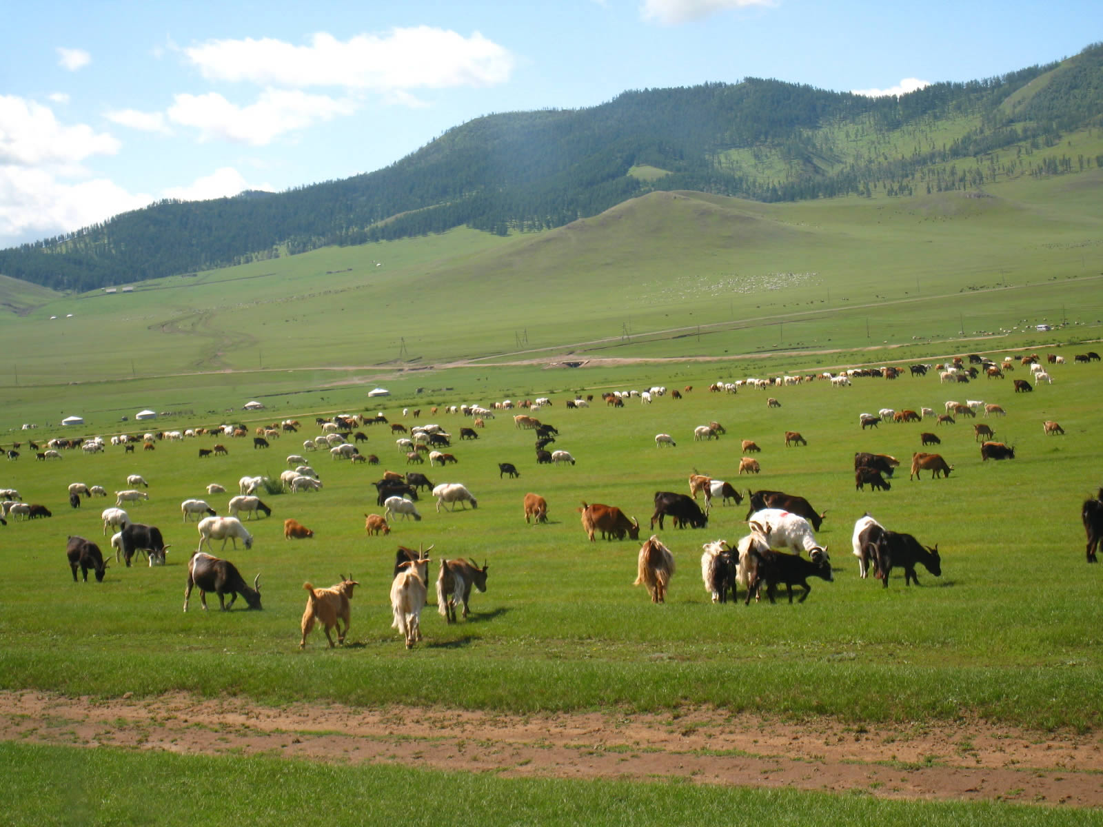 Mongolie 3 million personnes 40 million animals