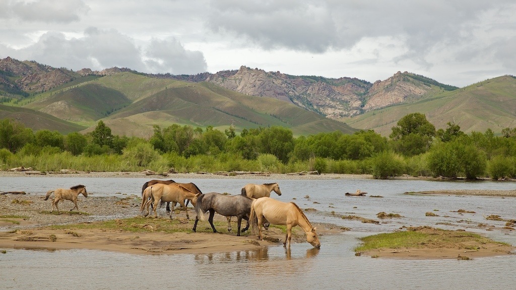 Mongolie Ponies