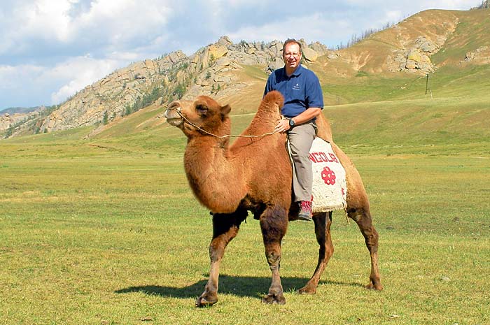 Mongolie chameau