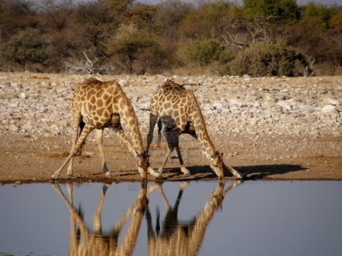girafe etosha parc sauvage Namibie