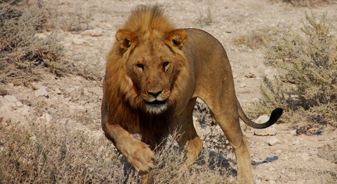 Namibie lion
