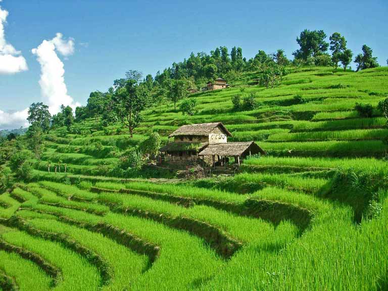 Farm en Nepal