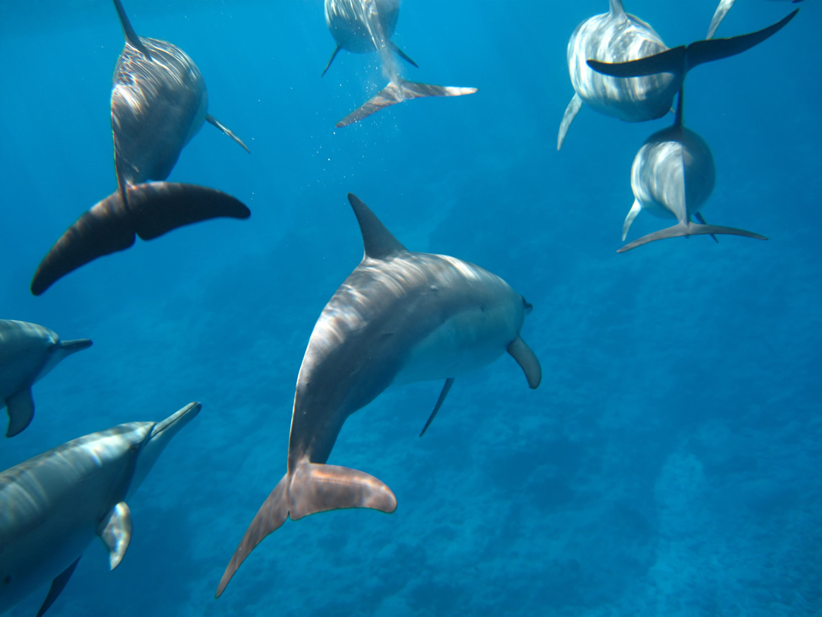 Nioue dauphins