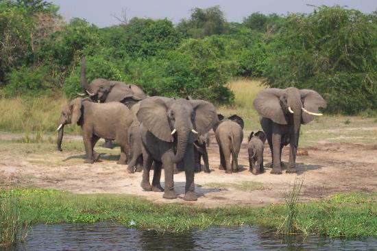 elephants Ouganda