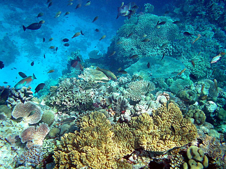 corail recifs papouasie nouvelle guinee