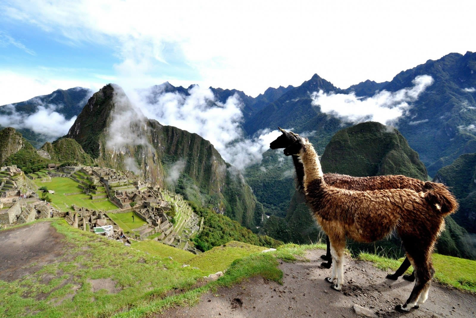 lama machu picchu Perou