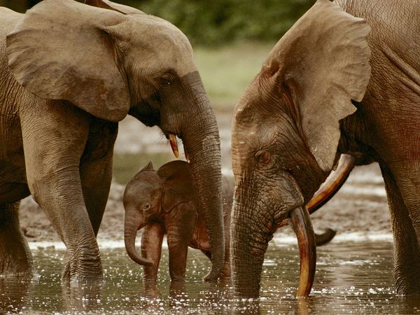 Republique Centrafricaine elephants