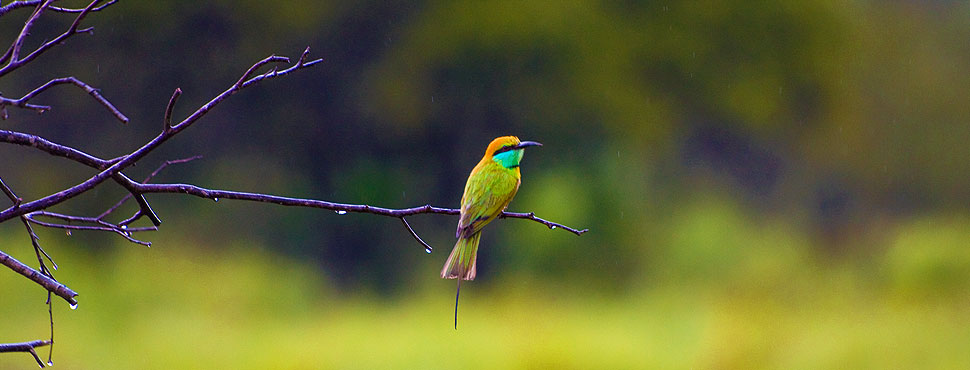Sri Lanka Bird