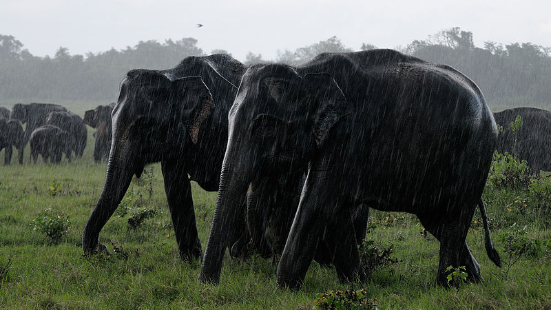 SriLanka Elephants