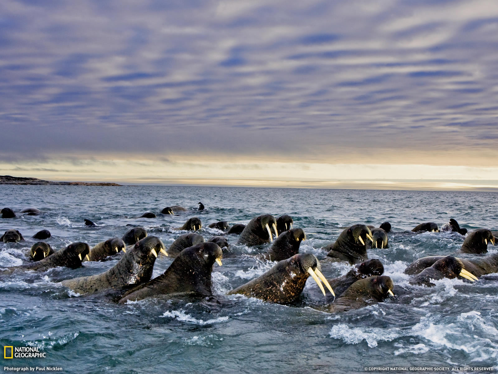 brouillards svalbard