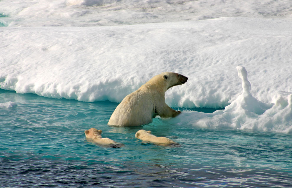 polaire ours svalbard