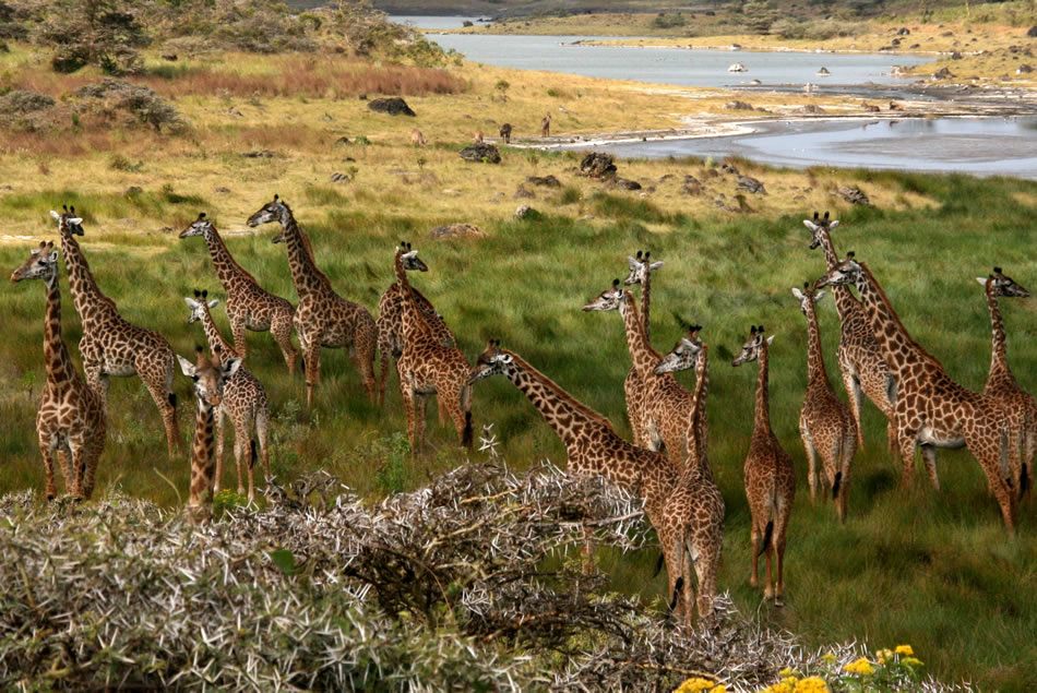 girafes Arusha Tanzanie