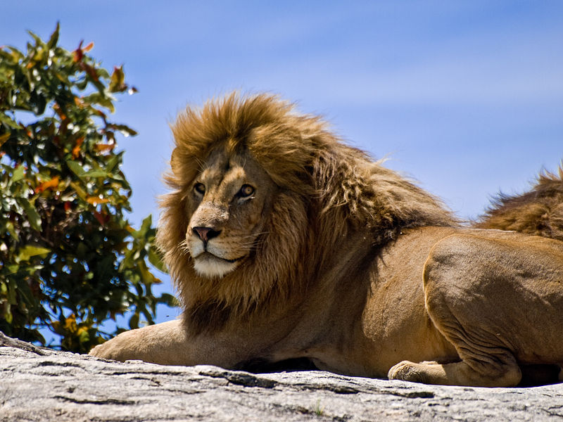 Lion Tanzanie