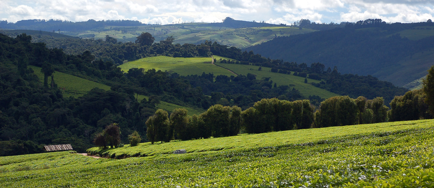 Paysage Mufindi Tanzanie