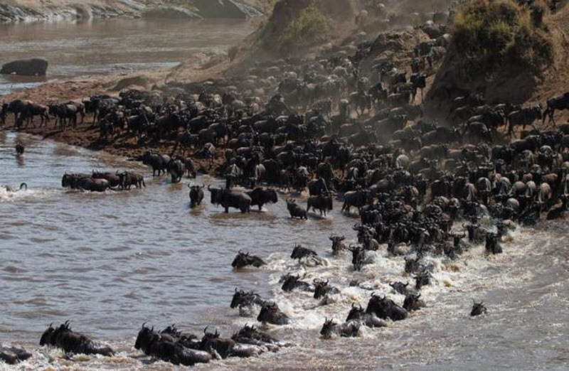 serengeti Tanzanie grande migration